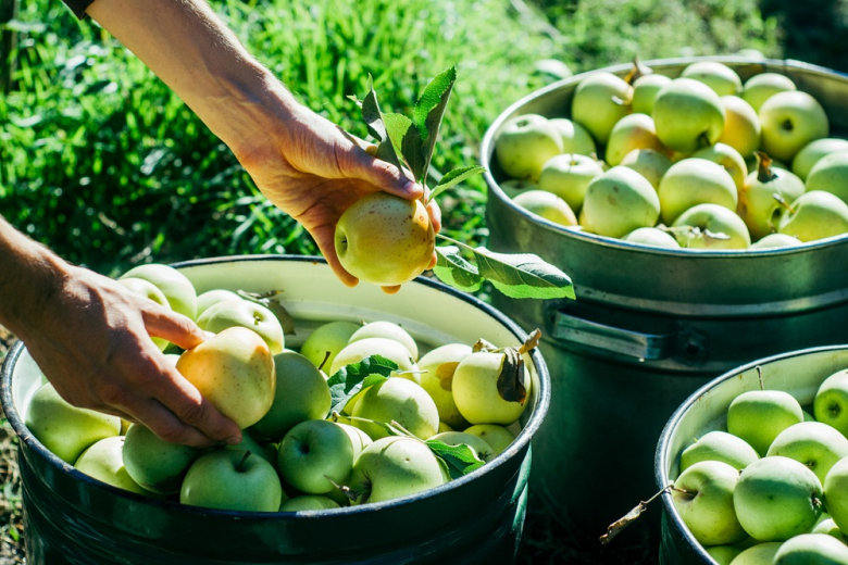 «Агрокомплекс Ткачева» на 13 процентов увеличит сбор яблок 